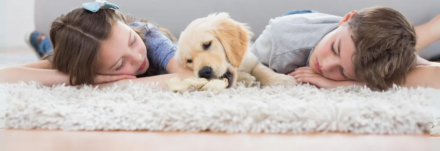 Pet Stain and Odor Removal