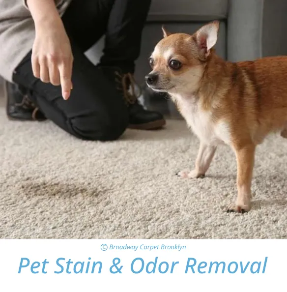 Rug Cleaning Process