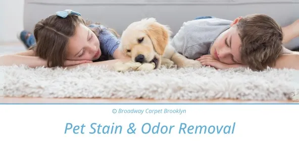 Pet Stain and Odor Removal